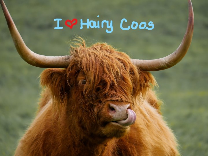 InkedHairy Coo Scotland_LI
